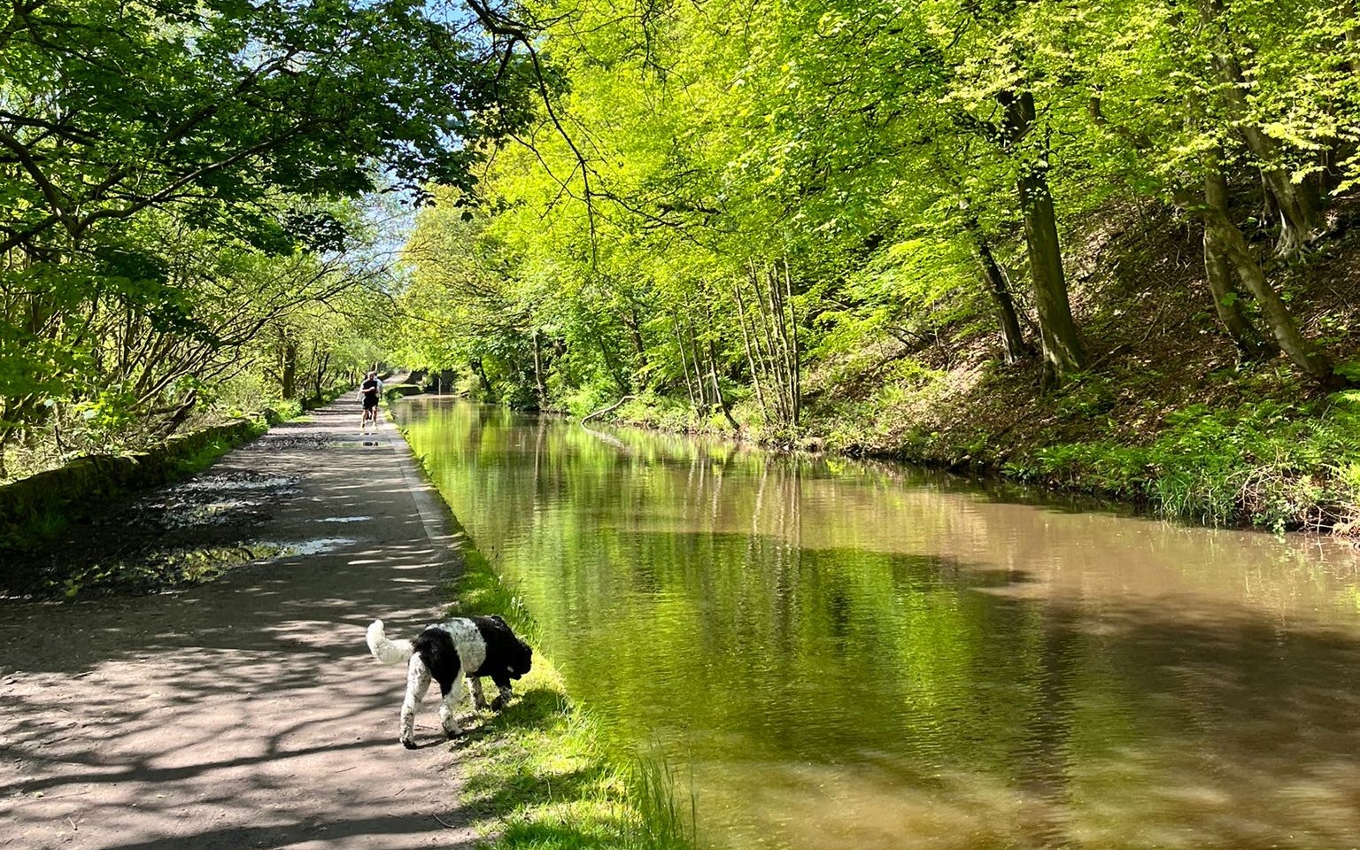 A dog on a canal footpath with the canal to the right. 